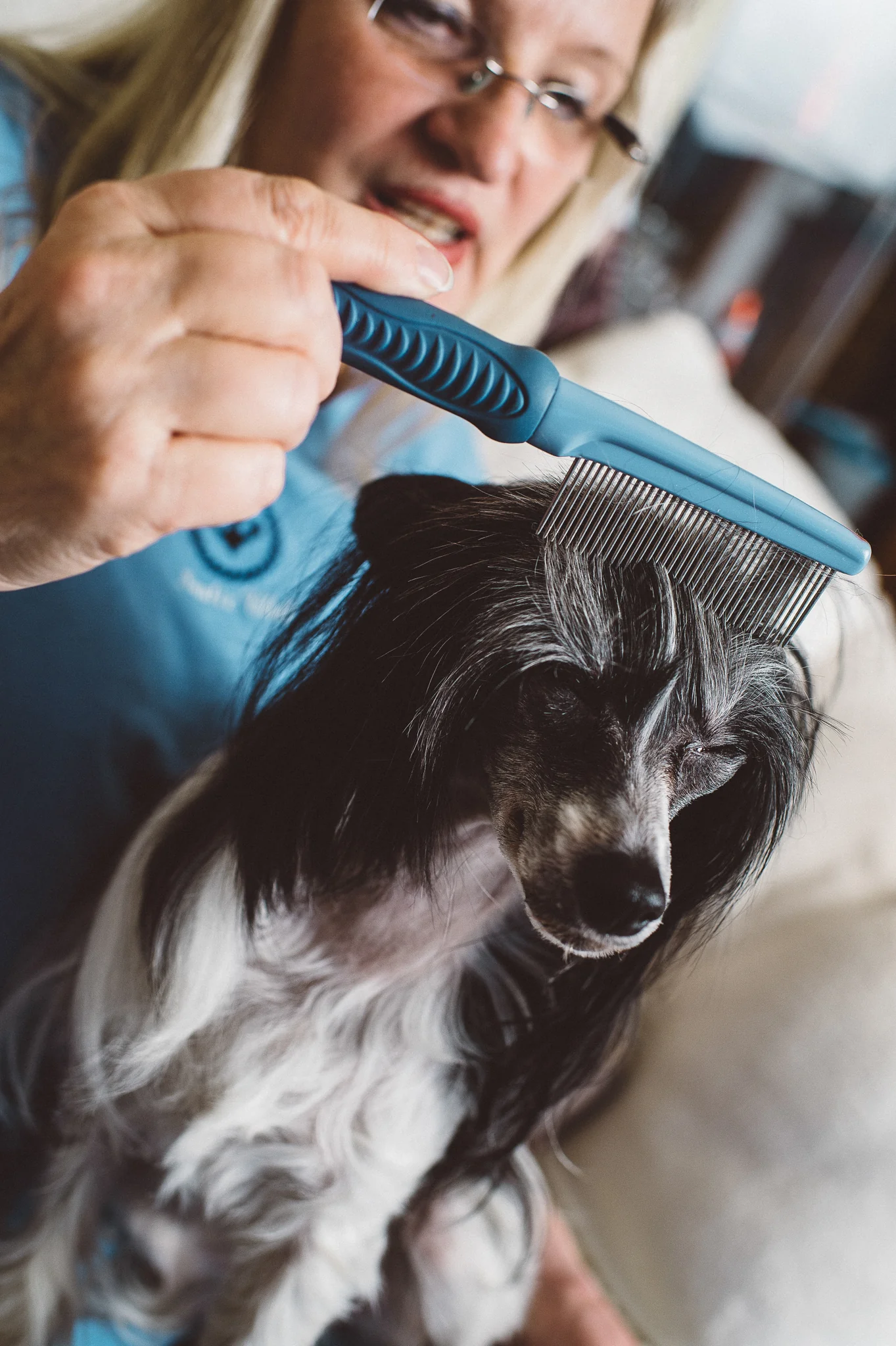 Close-up of a woman's hands carefully grooming a Chinese Crested dog's long hair with a metal comb.